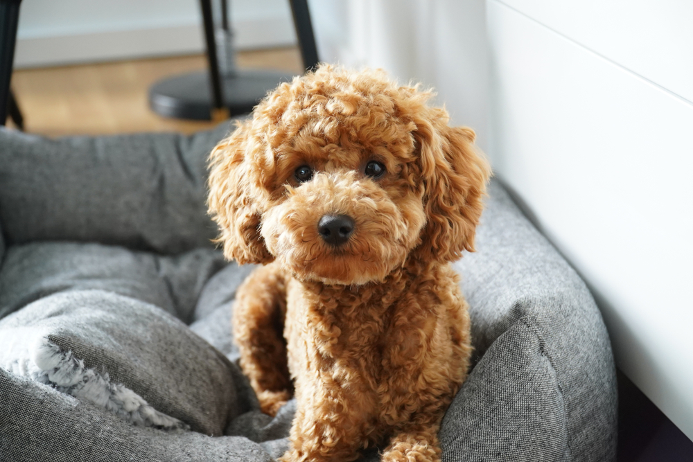 Image of poodle posted on 2022-06-22 15:00:15 from Mumbai